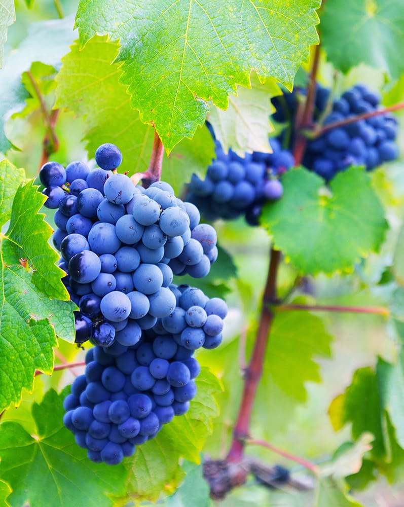 bunch grapes vineyards plant 1